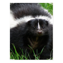 Skunk Photo Postcard