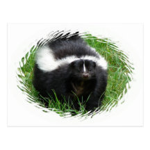 Skunk Photo Postcard