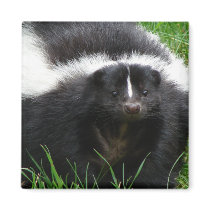 Skunk Photo Square Magnet