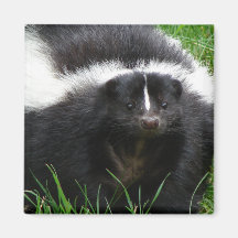 Skunk Photo Square Magnet