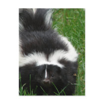 Skunk Postcard