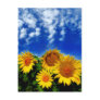 Sky and Bloom Post Card