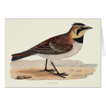 SKY LARK BLANK CARD