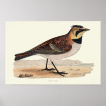 SKY LARK PRINT