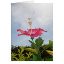 Sky Trumpet Greeting Cards