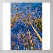 Sky Web Poster/Print