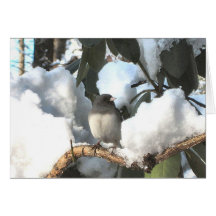 Slate-Coloured Junco Cards