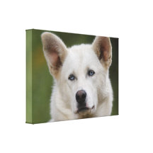 sled dog gallery wrap canvas