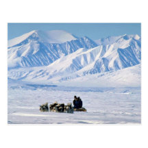 Sled dog travel, Baffin Island Post Card