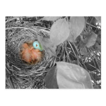Sleepin' Robins postcard 2