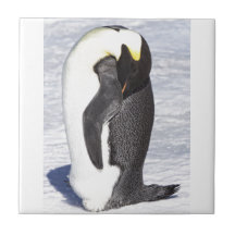 Sleeping Antarctic Emperor Penguin Adult Ceramic Tile