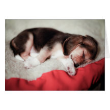 Sleeping Beagle Baby Cards