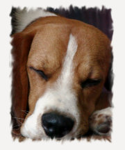 Sleeping Beagle Baseball T-Shirt