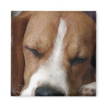 Sleeping Beagle Square Magnet magnets