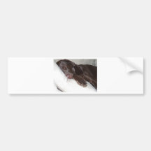 Sleeping Beauty Bumper Stickers
