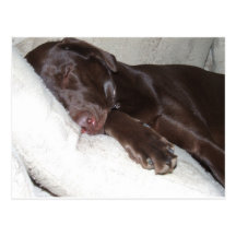 Sleeping Beauty Post Card