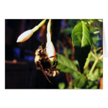 Sleeping Bee Greeting Card