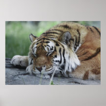 Sleeping Bengal Tiger Print
