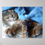 Sleeping Blue Aby Cat in Blue