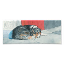 Sleeping Border Collie Photo Print
