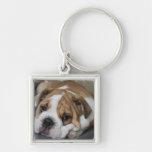 Sleeping Bulldog Keychain