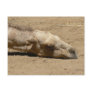 Sleeping camel postcard