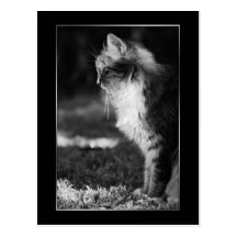 Sleeping cat postcard