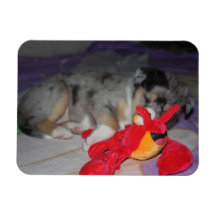 Sleeping Collie Puppy Magnet