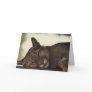 "Sleeping Couger" Wildlife Photo Greeting Card