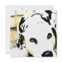 Sleeping Dalmatian Invitations