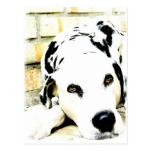 Sleeping Dalmatian Postcards