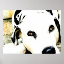 Sleeping Dalmatian Poster