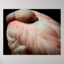Sleeping Flamingo Posters