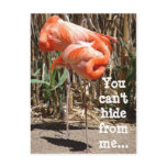 Sleeping Flamingos Postcard