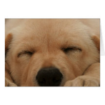Sleeping Golden Retriever Greeting Card