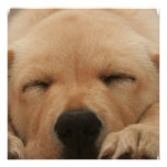 Sleeping Golden Retriever Invitations