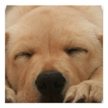 Sleeping Golden Retriever Invitations