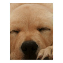 Sleeping Golden Retriever Postcard