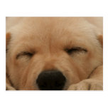 Sleeping Golden Retriever Postcard