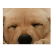 Sleeping Golden Retriever Postcard