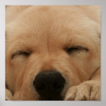 Sleeping Golden Retriever Poster