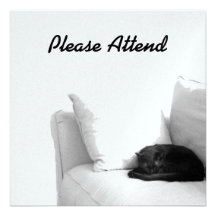 Sleeping Grey Cat on White Sofa Invites