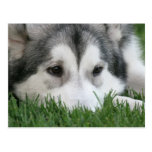 Sleeping Husky Postcard postcards
