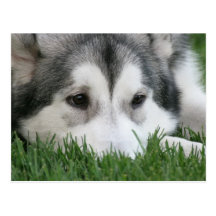 Sleeping Husky Postcard