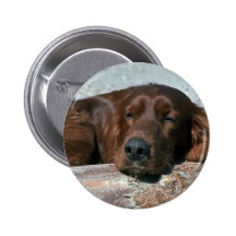 Sleeping Irish Setter