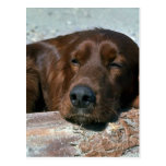 Sleeping Irish Setter Postcard