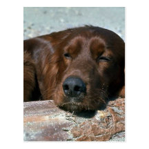 Sleeping Irish Setter Postcard