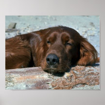 Sleeping Irish Setter Poster