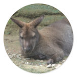 Sleeping Kangaroo Round Sticker