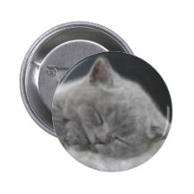 sleeping Kitten